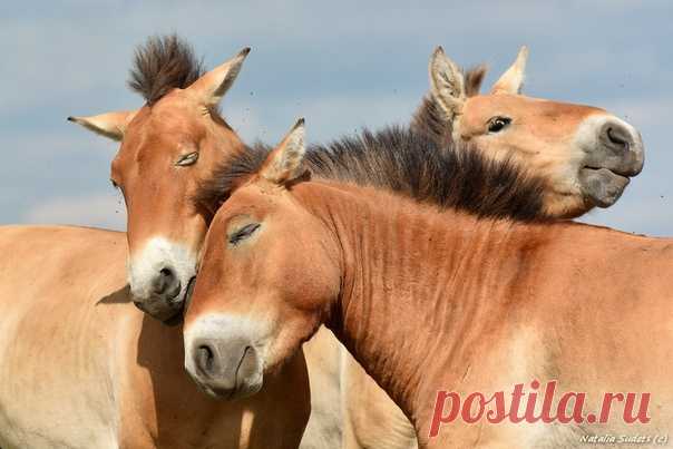 Всегда найдется тот, кто испортит кадр. Лошади Пржевальского в Оренбургском заповеднике. Автор фото – Наталия Судец: nat-geo.ru/photo/user/337453/