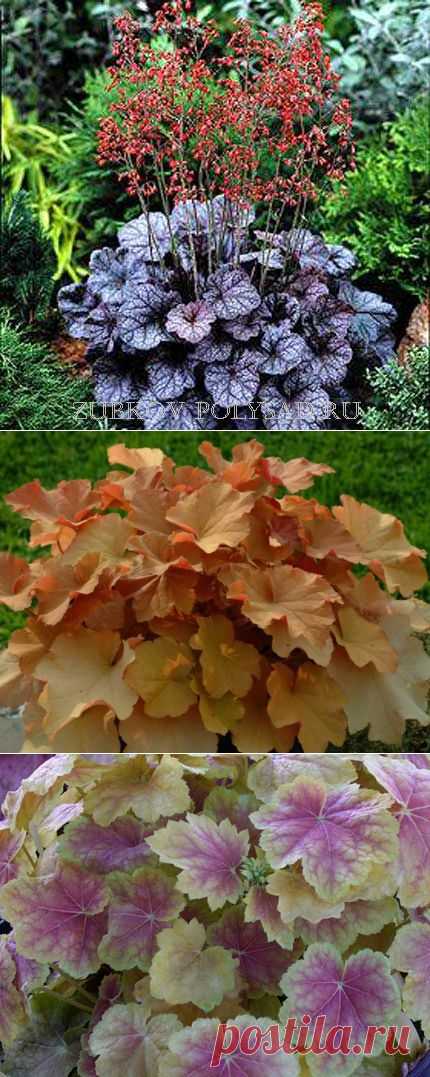 ГЕЙХЕРА - УКРАШЕНИЕ САДА | Самоцветик