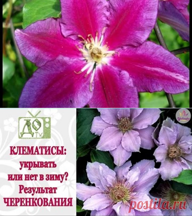 (99) Одноклассники