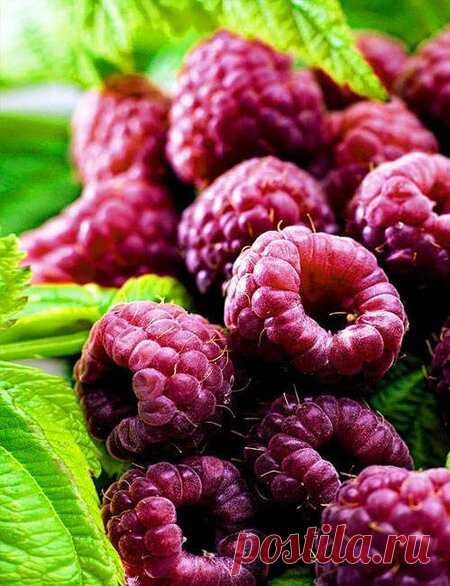 Как повысить урожайность малины