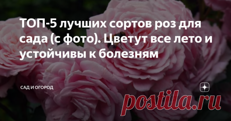 ТОП-5 лучших сортов роз для сада (с фото). Цветут все лето и устойчивы к болезням Сегодня хочу с вами поговорить о наших любимых розах. Составила для вас ТОП-5 лучших сортов по моему мнению.  Данная статья особенно будет полезна для начинающих садоводов, так как они сталкиваются с проблемой, что есть огромное количество сортов и какой из них выбрать, дело не простое.