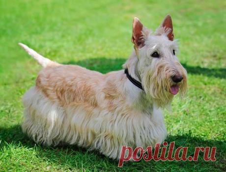 ༺🌸༻.
Скотч-терьер (Шотландский терьер)