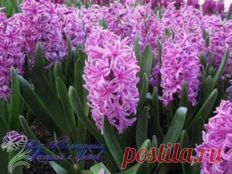 &#127799;Правильное обращение с гиацинтами&#127799;