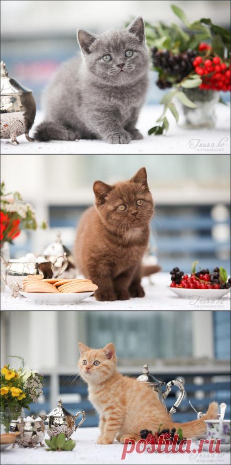 Приглашение на чай .