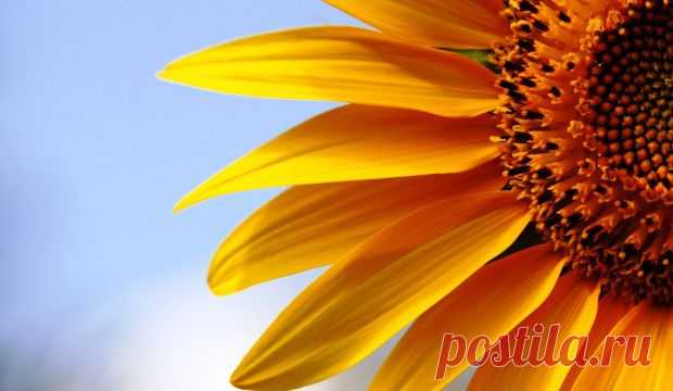 (+1) - Семена подсолнуха. | КРАСОТА И ЗДОРОВЬЕ