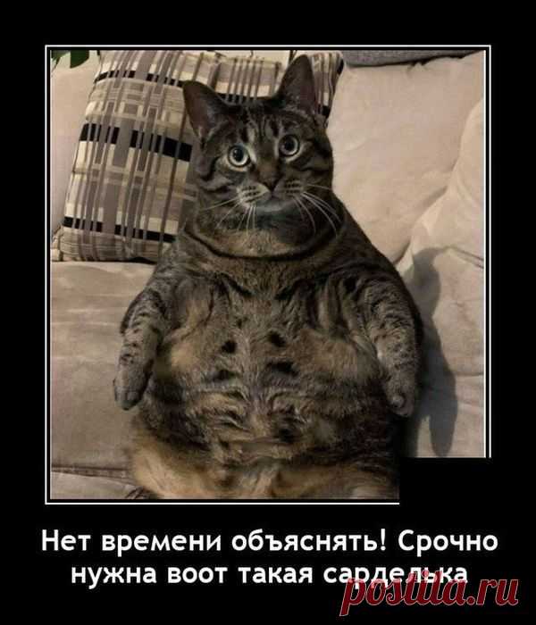 Демотиваторы - 18 картинок - Нет скуки - Сайт хорошего настроения