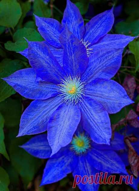 Blue Clematis - Another beautiful blue flower for summertime gardens - makes it feel cooler just being around them! | Blue on Blue Print by Dave Bosse | GLORIUS FLOWERS