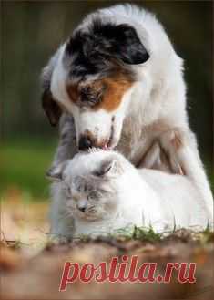 Животные, которые наслаждаются волшебством осени / Surfingbird - проводи время с пользой для себя!