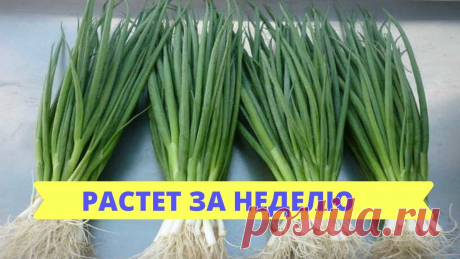 Бешенный рост Зелёного лука за 7 ДНЕЙ