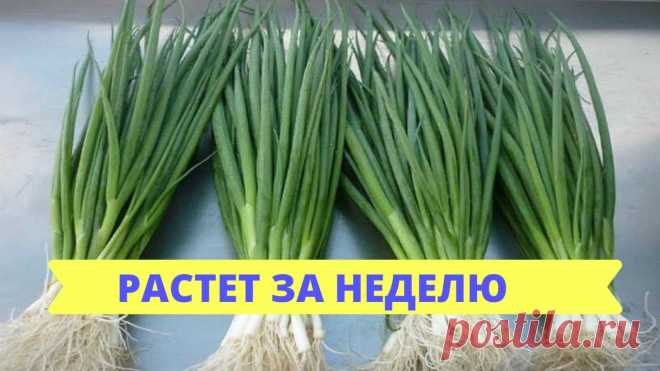 Бешенный рост Зелёного лука за 7 ДНЕЙ