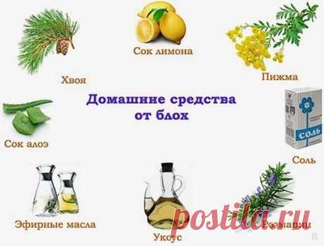 Средства от земляных блох, которые завелись в доме, помогут их быстро вывести на разных стадиях развития