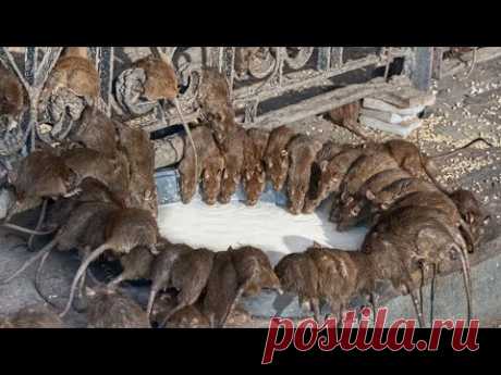 Крысы и мыши исчезают за 1 минуту без яда и ловушек!