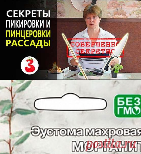 Эустома Морганит, 5 шт.