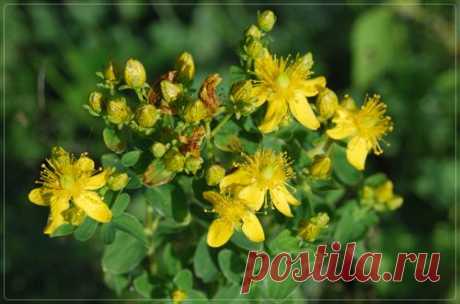 Зверобой продырявленный - Портал «Домашний»