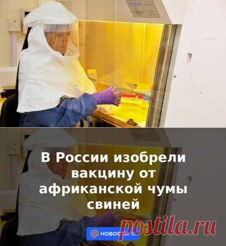 В России изобрели вакцину от африканской чумы свиней | 15 мая 2023 - Новости Mail.ru