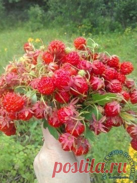 Вкус лета)