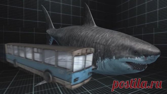 Британский охотник за ископаемыми обнаружил зуб древнейшей 18-метровой акулы | События