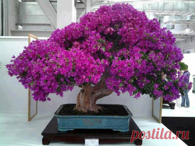 Timeline Photos - Sociedad Argentina de Horticultura