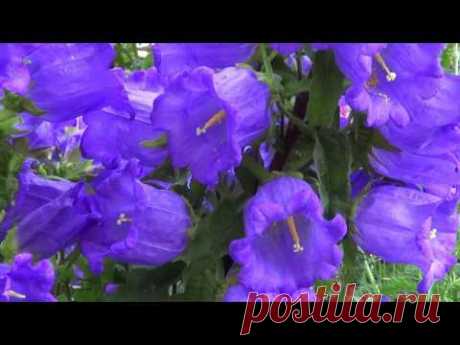 Видеофон Садовые сиреневые колокольчики Campanula