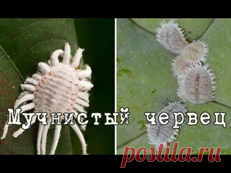 МУЧНИСТЫЙ ЧЕРВЕЦ – ВРЕДИТЕЛЬ домашних цветов. Признаки заражения, способы борьбы