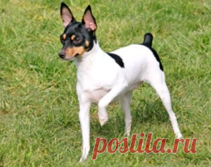 Той-фокстерьер порода собак.