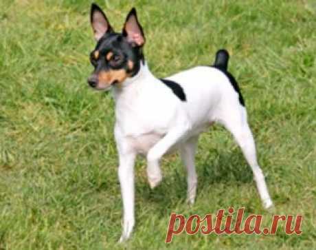 Той-фокстерьер порода собак.