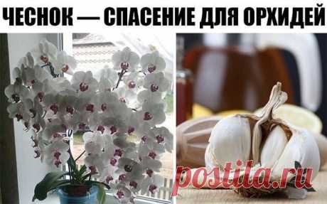 ЧЕСНОК — СПАСЕНИЕ ДЛЯ ОРХИДЕЙ! ЧЕРЕЗ МЕСЯЦ МОЙ ФАЛЕНОПСИС ВЫПУСТИЛ НЕСКОЛЬКО…

О пользе чеснока для человеческого организма знает даже школьник. Но не все обладатели эпифитных орхидей знают, что это луковичное растение может весьма положительно влиять на рост их зеленых питомцев. В частности, чеснок помогает стимулировать пышное цветение фаленопсиса

Чтобы добиться подобного эффекта, наша редакция советует любимым читателям приготовить особую смесь из чесночного мякиша, во...