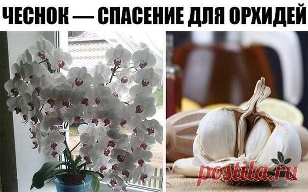 ЧЕСНОК — СПАСЕНИЕ ДЛЯ ОРХИДЕЙ! ЧЕРЕЗ МЕСЯЦ МОЙ ФАЛЕНОПСИС ВЫПУСТИЛ НЕСКОЛЬКО…

О пользе чеснока для человеческого организма знает даже школьник. Но не все обладатели эпифитных орхидей знают, что это луковичное растение может весьма положительно влиять на рост их зеленых питомцев. В частности, чеснок помогает стимулировать пышное цветение фаленопсиса

Чтобы добиться подобного эффекта, наша редакция советует любимым читателям приготовить особую смесь из чесночного мякиша, во...