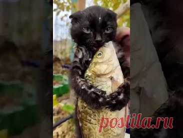 Смешные Кошки и Собаки! 😂😂😂 Cat Funny, Love, Cat fight, #Cat, #Dog #Shorts