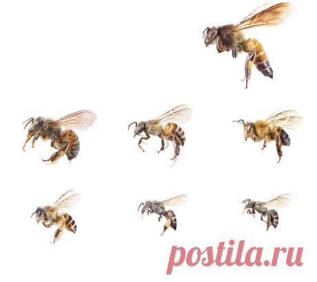 This Honey Hunter of Nepal Climbs to Great Heights for These Bees