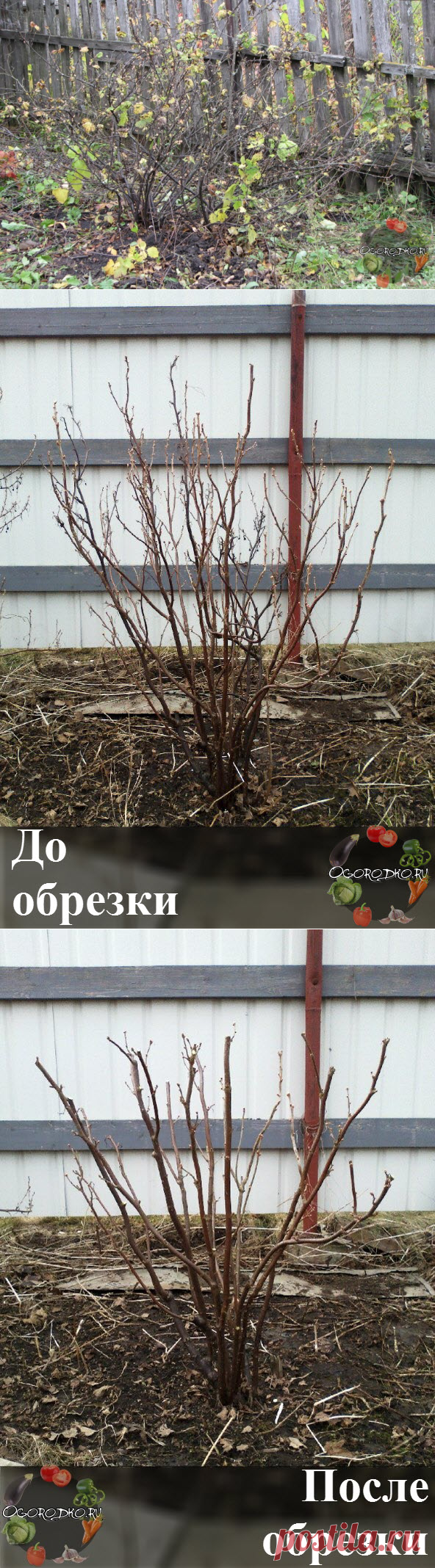 Уход за смородиной осенью –чем обрабатывать, чтобы был хороший урожай + фото