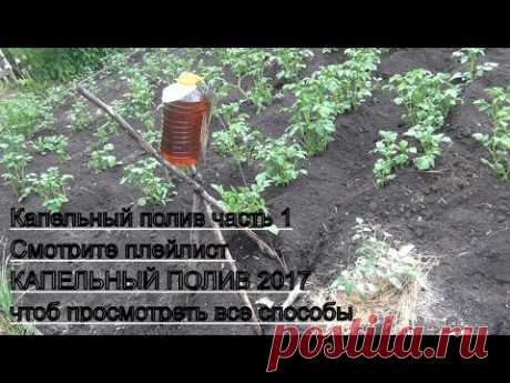 Капельный полив гениально и просто часть 1 Простая система из капельницы
