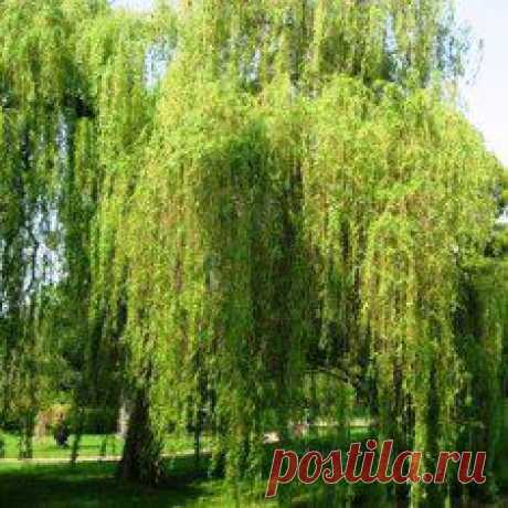 ...веник из ивы для бани делался объемный. Его в шутку, иногда, называют женским веником, в виду того, что он очень мягкий.