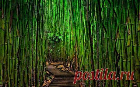 ... побывать в бамбуковой роще