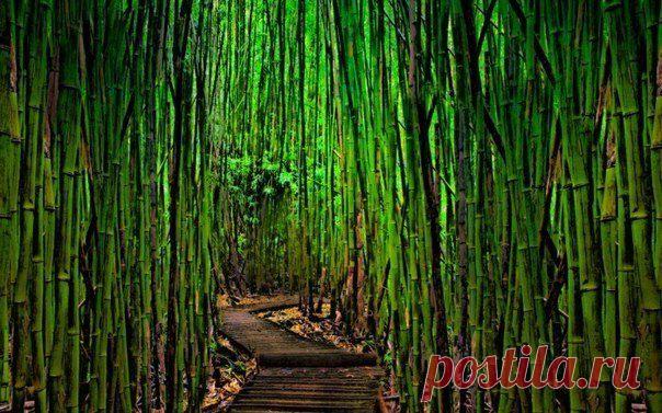 ... побывать в бамбуковой роще