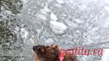 В Тюмени женщина поймала на рыбалке ондатру вместо рыбы. В Тюмени женщина во время рыбалки поймала на удочку ондатру. Об этом пишет портал Ura.ru. &quot;Сначала радость — поймала щуку! А потом... Ну, тут уже не так весело. Бедная ондатра схватила крючок прямо за щеку!&quot; - рассказала ...