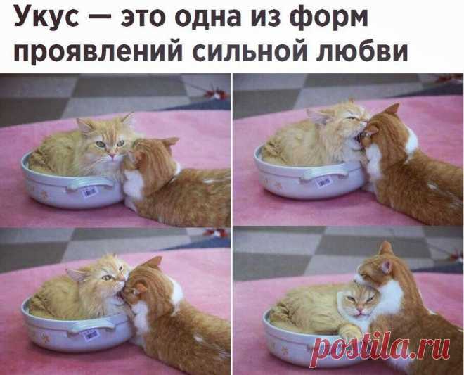 Забавные фото и прикольные картинки с надписью для хорошего настроения