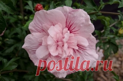 Гибискус Пинк Шифон, Hibiscus Pink Chiffon купить, цена Киев, уход, фото, описание, посадка.
