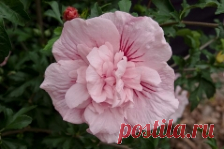 Гибискус Пинк Шифон, Hibiscus Pink Chiffon купить, цена Киев, уход, фото, описание, посадка.