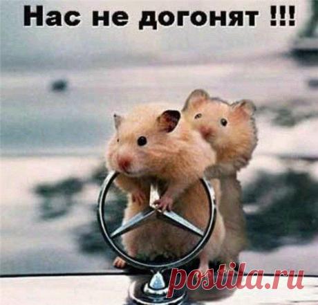 приколы картинки с надписями: 32 тыс изображений найдено в Яндекс.Картинках