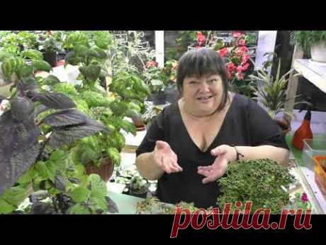 курс по колеусам - от А до Я от Адель. часть 1