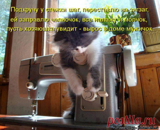Котоматрица