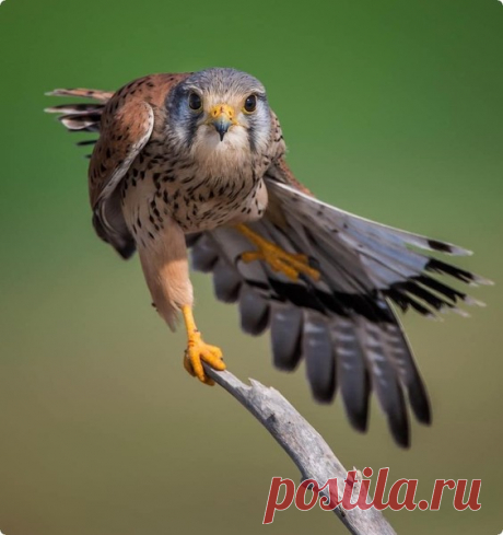 (6) Мой Мир@Mail.Ru