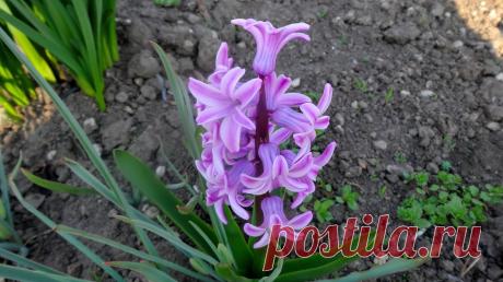 Гиацинты. Фото Евгений Полис