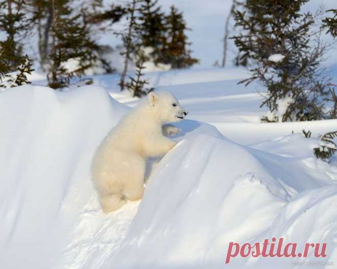 Прекрасный мир животных - Наука и жизнь