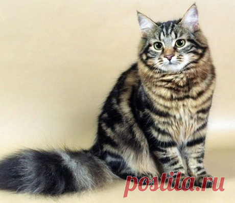10 самых ласковых пород кошек