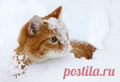 Фотоподборка - милые котейки)).