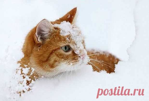 Фотоподборка - милые котейки)).