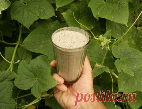 Лучшая "еда" для огурцов. Как меняется их жизнь, едва они узнают, что такое зола