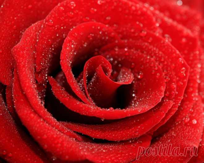 Розы | Про-ЦВЕТЫ.рф - фото цветов и букетов, стихи и загадки про цветы, цитаты и афоризмы